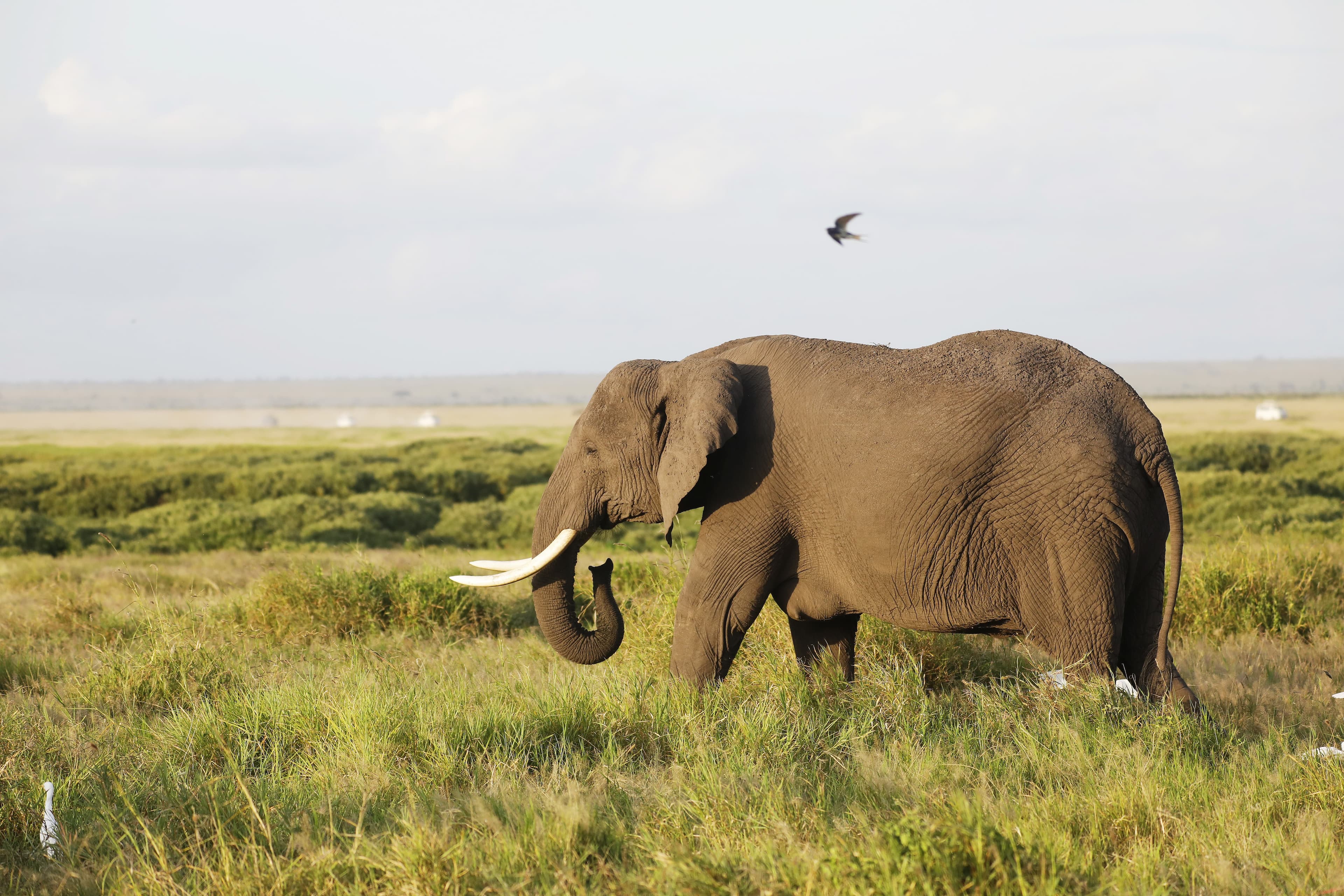 Tanzania landscape